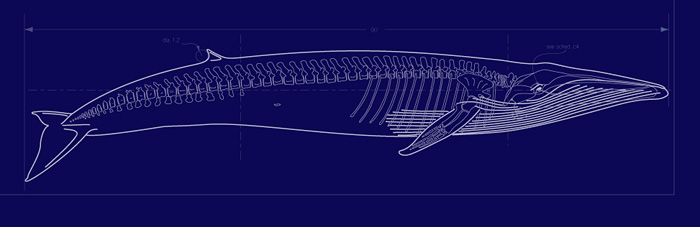blue whale schematic