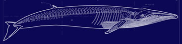 link to blue whale illustration