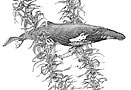 link to humpback whale illustration