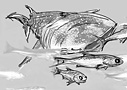 link to whale shark illustration