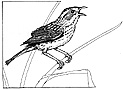 link to cape sable sparrow illustration