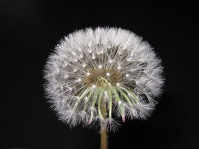Dandelion