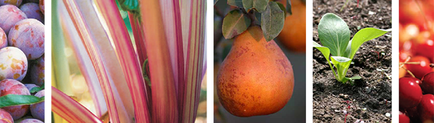 Nourish foods