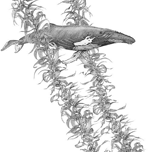 humpback whale in kelp